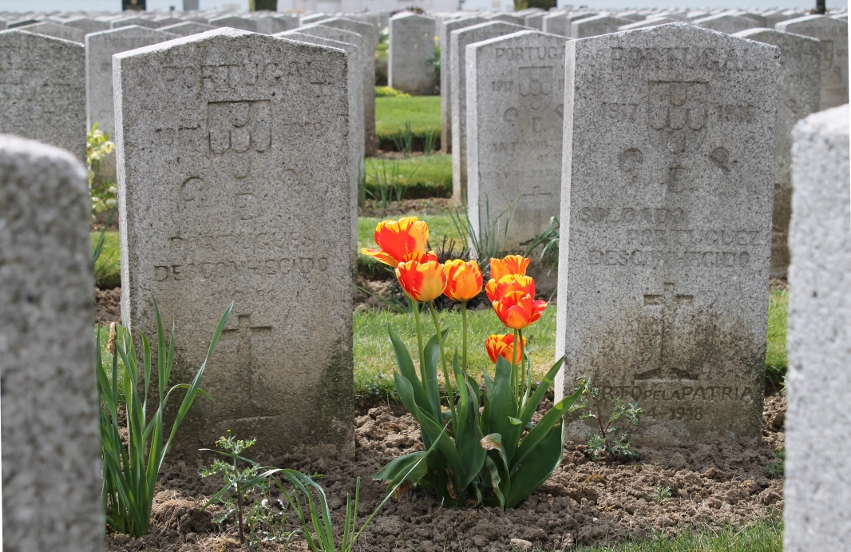Tulips among the headstones in the Portuguese Cemetery in Neuve Chapelle, France. Portugal joined the Entente Allies in 1917. They were on the front line in Operation Georgette, the German Lys Offensive, the second German drive of 1918. The Cemetery is across a field from the Indian Memorial. Nearby is the Laventie German Cemetery.